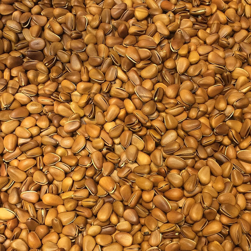 Korean Pine Nut