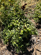 Denver Perennial Ground Cherry