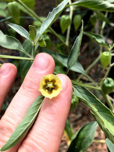 Denver Perennial Ground Cherry