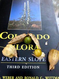 Denver Perennial Ground Cherry