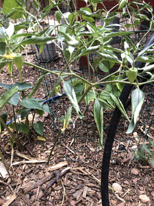 Denver Perennial Ground Cherry