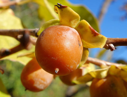 Dateplum Persimmon