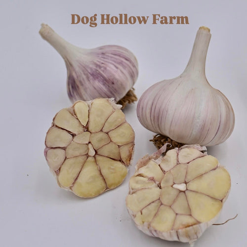 'Dog Hollow Farm' Hardneck Seed Garlic