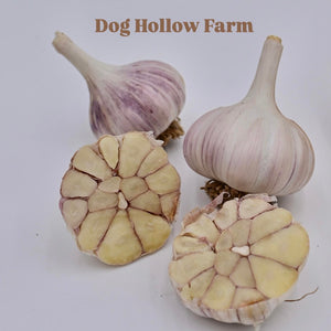 'Dog Hollow Farm' Hardneck Seed Garlic