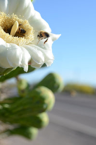 Saguaro Cactus