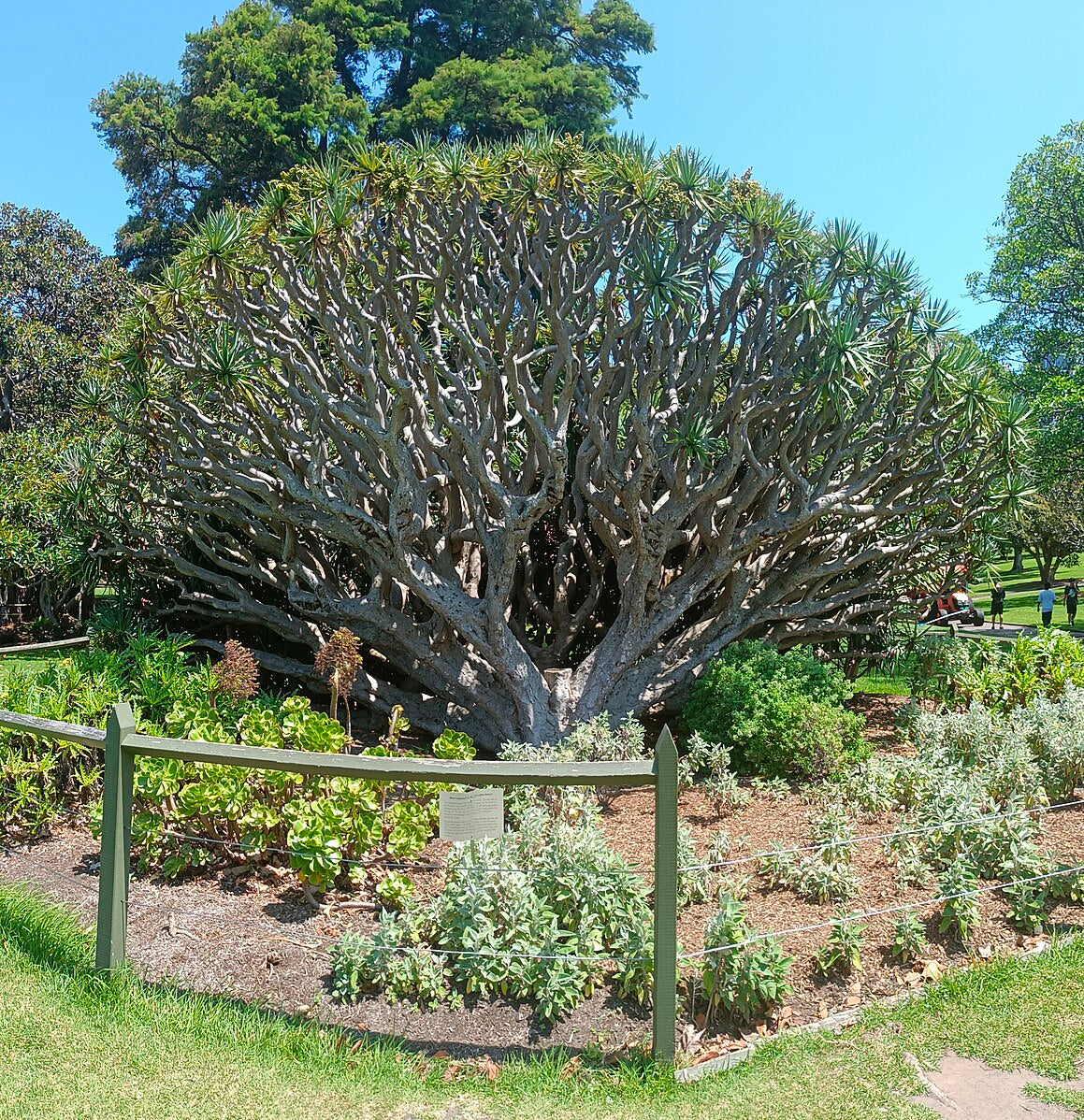 dragon's blood dracaena Dragon's Blood Tree (Canary Islands) – Experimental Farm Network Seed Store