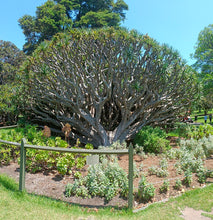 Dragon's Blood Tree (Canary Islands)