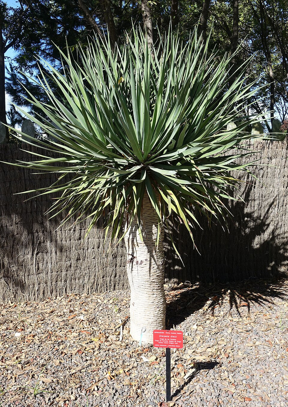 dracaena cinnabari trees for sale Dragon's Blood Tree (Canary Islands) – Experimental Farm Network Seed Store