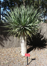 Dragon's Blood Tree (Canary Islands)