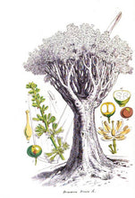 Dragon's Blood Tree (Canary Islands)