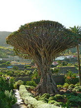 Dragon's Blood Tree (Canary Islands)