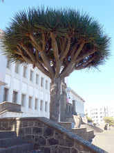 Dragon's Blood Tree (Canary Islands)
