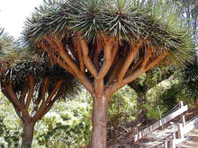 Dragon's Blood Tree (Canary Islands)