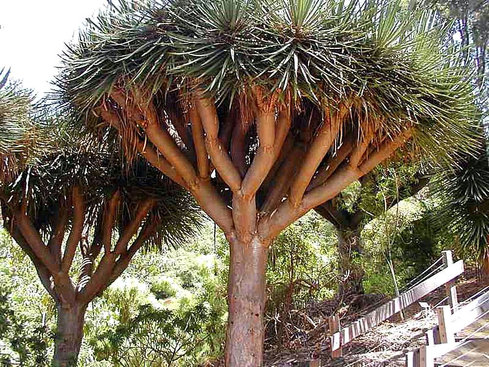 dragon's blood dracaena Dragon's Blood Tree (Canary Islands)