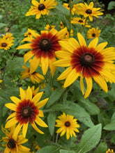Dreamy Rudbeckia Grex