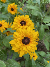 Dreamy Rudbeckia Grex