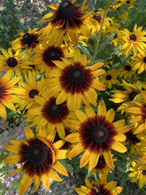Dreamy Rudbeckia Grex