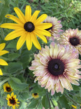 Dreamy Rudbeckia Grex