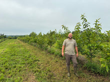 'Thistle Row Precocious' Chestnut Seeds