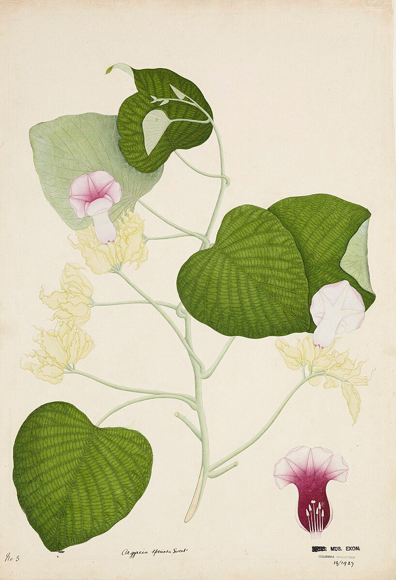 hbwr plant Vidhara (Hawaiian Baby Woodrose) – Experimental Farm Network Seed Store