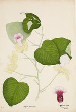 Vidhara (Hawaiian Baby Woodrose)