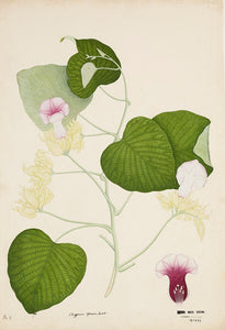 Vidhara (Hawaiian Baby Woodrose)