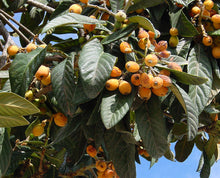 Loquat