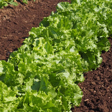 'Cornetto di Bordeaux' Escarole