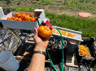 'Exserted Orange' Tomato