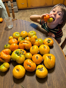 'Exserted Orange' Tomato