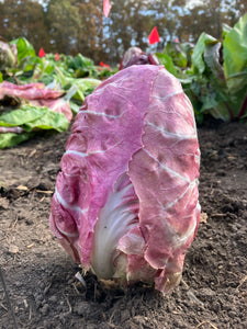 Chix Mix' Chicory Breeding Mix – Experimental Farm Network Seed Store