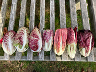 'Chix Mix' Chicory Breeding Mix