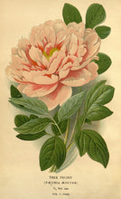 Tree Peony (Moutan Peony)