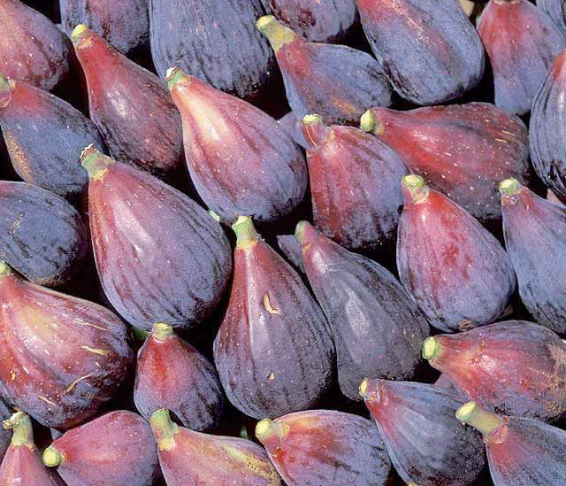 【推定Persistent Capri Fig】TFH C0078 挿木苗 Fig – Experimental Farm Network Seed Store
