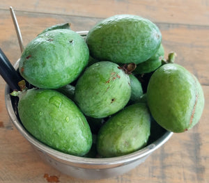 Feijoa (Pineapple Guava)