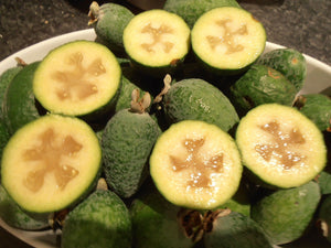 Feijoa (Pineapple Guava)