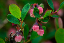 Russian Bog Bilberry