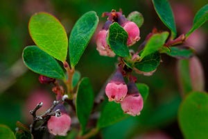 Russian Bog Bilberry
