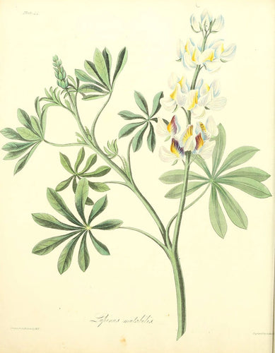 Tarwi (Chocho or Peruvian Lupin)