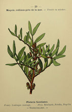 Mastic Tree