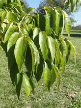 White Ash (American Ash)