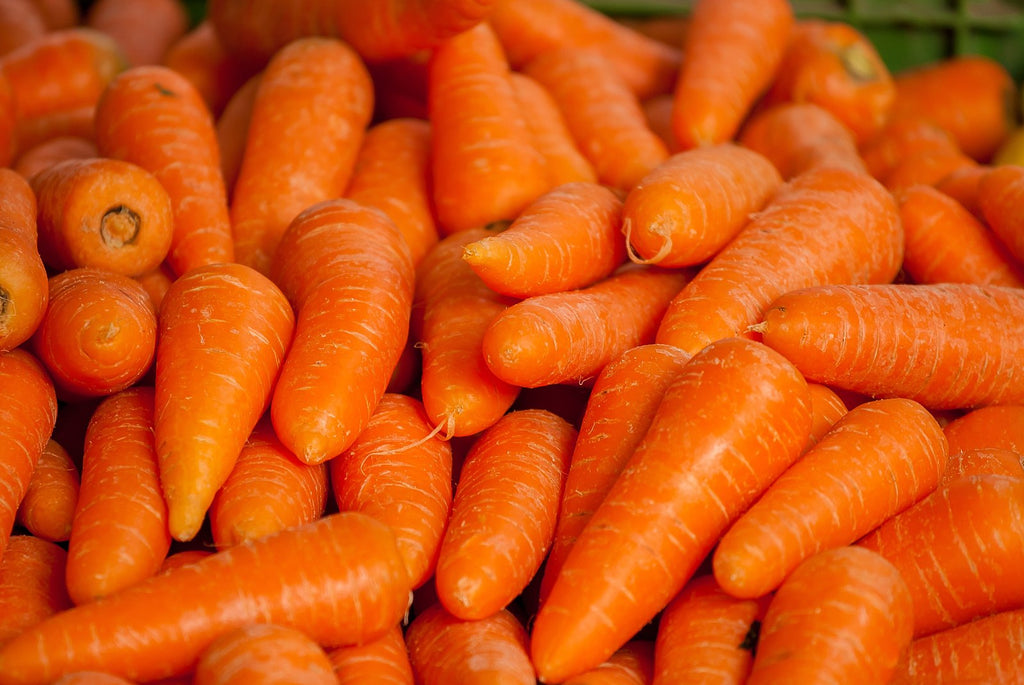 'Shin Kuroda' Carrot – Experimental Farm Network Seed Store