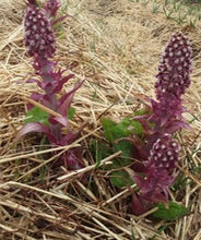 Fuki (Japanese Butterbur) Root Cuttings