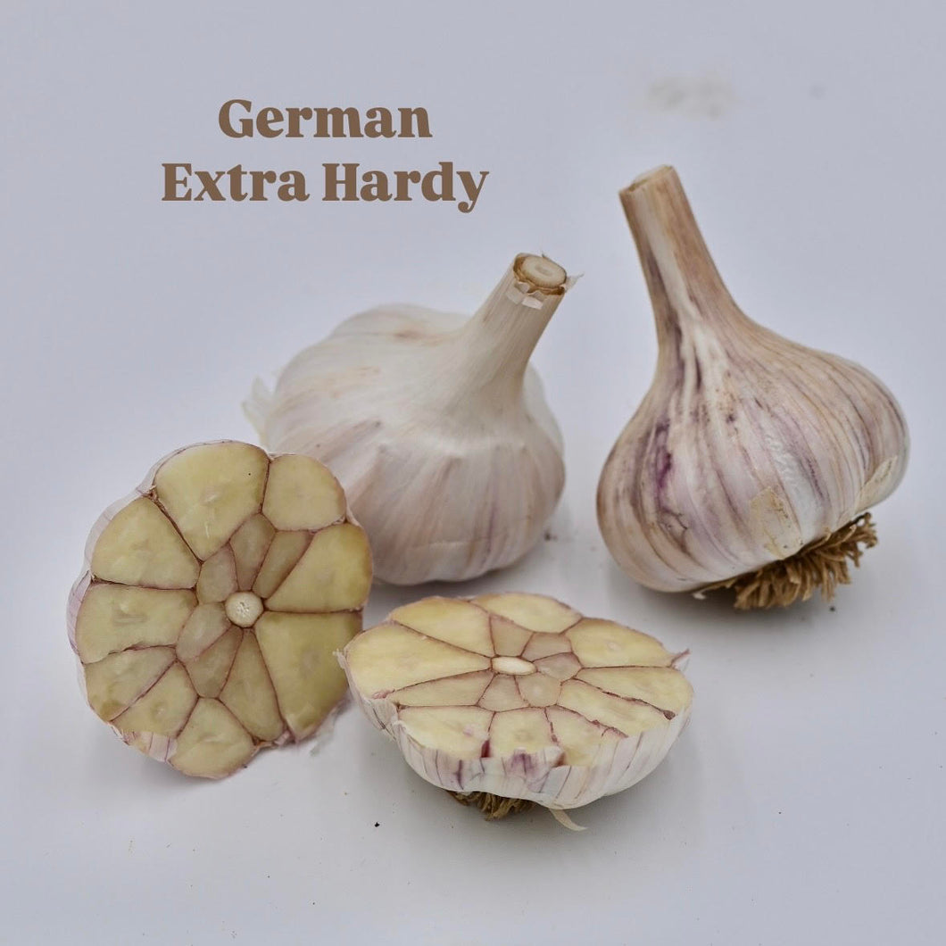 'German Extra Hardy' Hardneck Seed Garlic