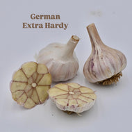 'German Extra Hardy White' Hardneck Seed Garlic