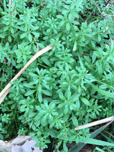 Cleavers