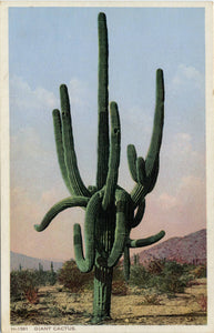 Saguaro Cactus