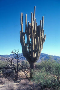 Saguaro Cactus