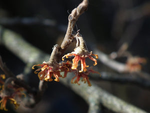 Ozark Witch Hazel