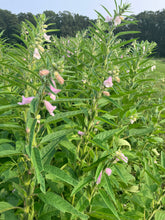 'Hannah's Grex' Sesame Breeding Mix